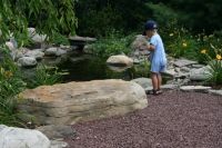 Feeding Fish