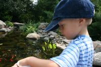 Feeding Fish