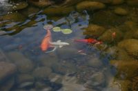 Douglas, a goldfish like no other