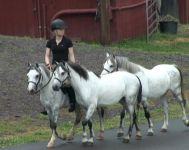 3 ponnies