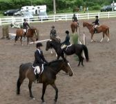 5 horses
