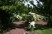 The hydrangea garden is one of the most beautiful rooms in our garden.