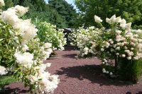 Looking toward the greenhouse