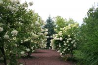 Susy's Path