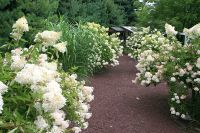 Susy's Path