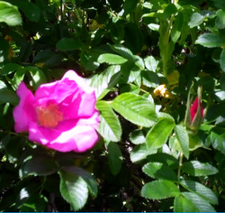 a 118_rose